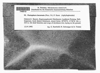 Peniophora incarnata image